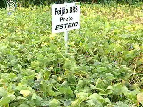 Chuva atrasa colheita e aumenta preço do feijão