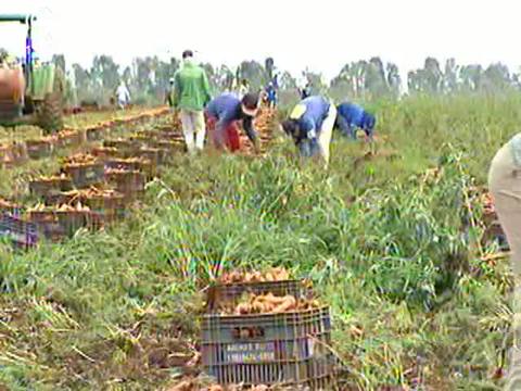Cenoura: chuva atrasa colheita e causa prejuízos