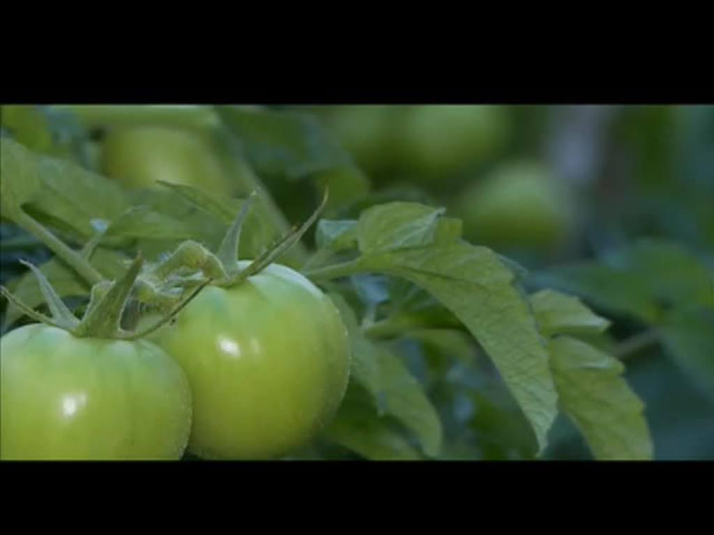 MG aposta em rodízio entre milho e tomate