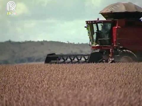 Aposta em soja de ciclo tardio garante produtividade