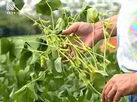 Soja ganha espaço do milho em Santa Catarina