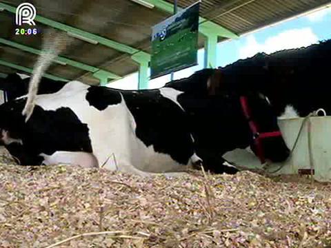 SC: pecuarista desiste da produção de leite