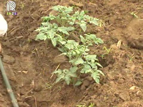 Tomate: produtores de SP temem quebra de safra