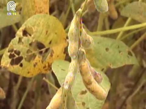 Ataque da podridão de carvão preocupa agricultor do RS