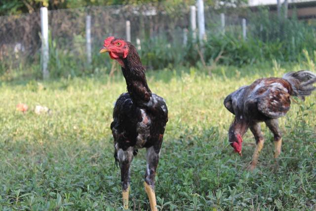 Fonte: Fazenda São Sebastião/divulgação