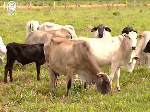Vaca: pecuarista faz retenção para lucrar com cria