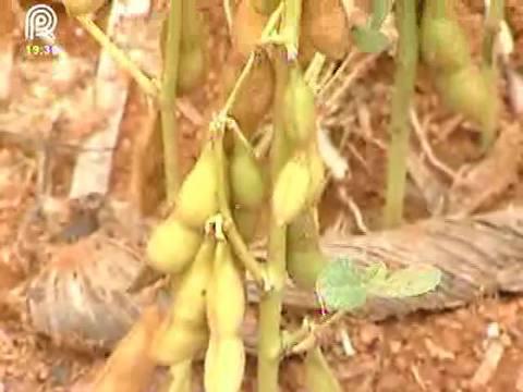 Produtores de MT que tiveram perdas não conseguem acionar o seguro