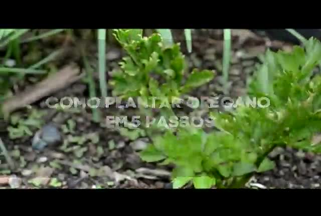 Saiba como plantar orégano em 5 passos