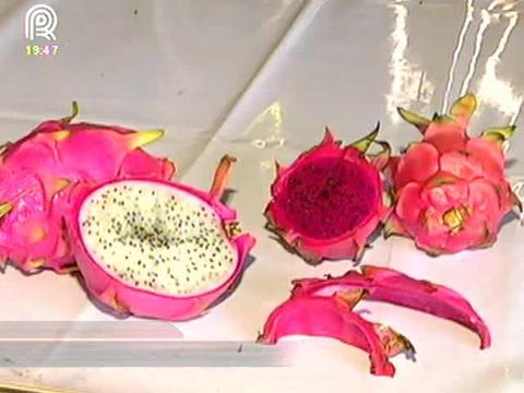 RS: produtores apostam no cultivo da pitaya