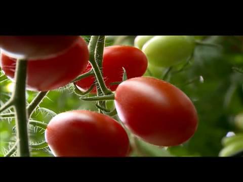 Produtor de tomates mostra como produzir mais