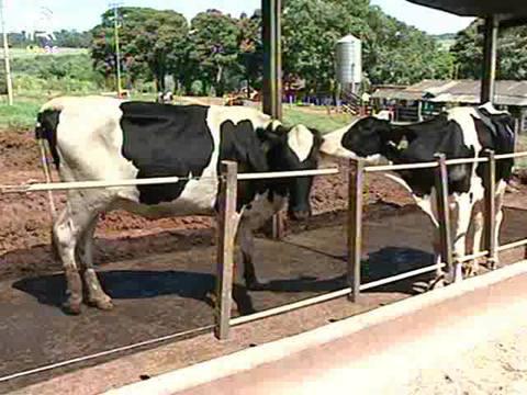 Tripanossomose bovina avança no rebanho brasileiro