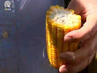 MT: quebras no milho prejudicam confinamento