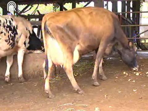 Pecuaristas do RS diminuem produção de leite