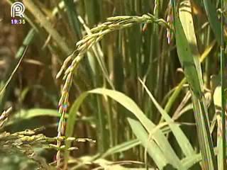 RS: produtores de arroz tentam renegociar dívidas