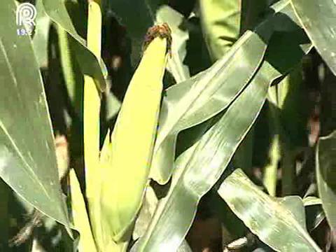 Segunda safra não alivia a escassez de milho no país