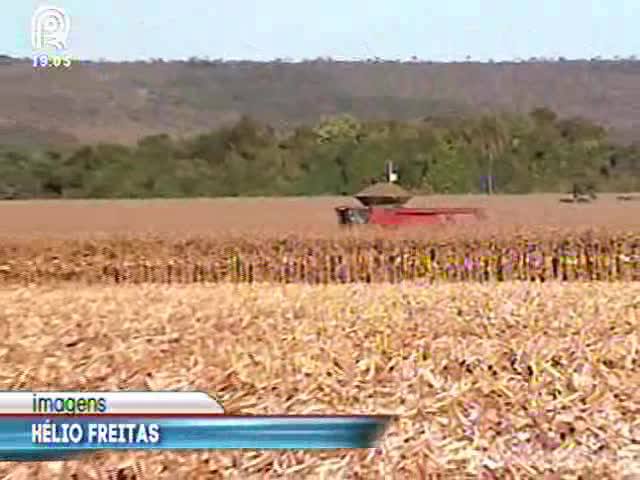Escassez do milho: faltou planejamento do governo