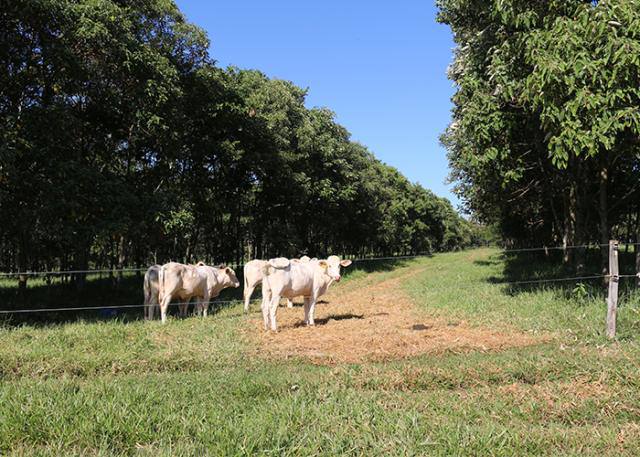 Fonte: Divulgação/Embrapa