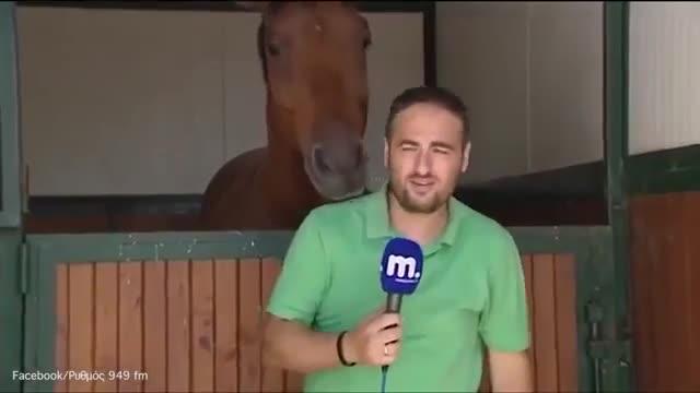 Cavalo fica famoso ao atrapalhar repórter