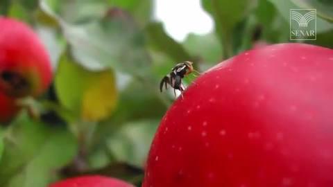 Aprenda a combater a mosca da fruta