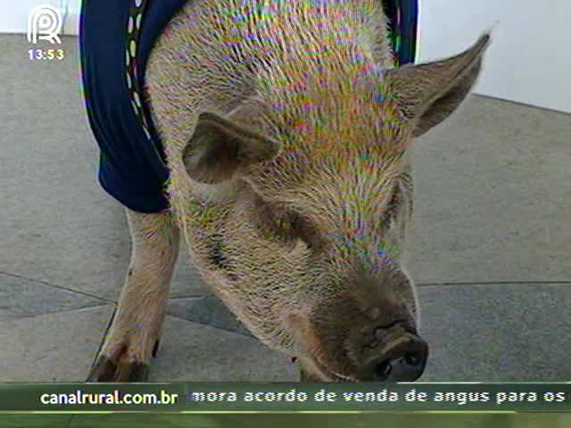 Conheça Jamon, o porco mais famoso do Brasil