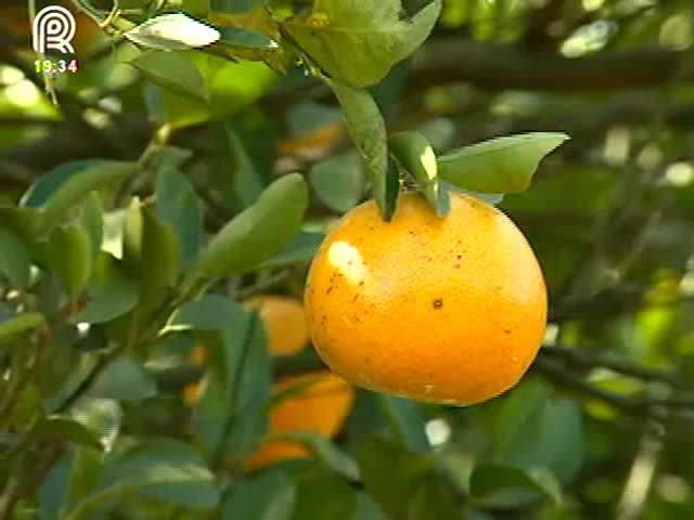 Greening avança pelos pomares de tangerina