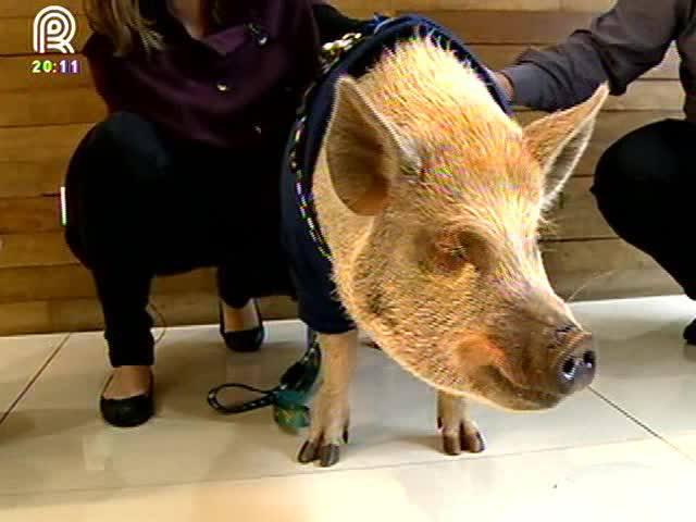 Conheça Jamón, o porco mais famoso da internet