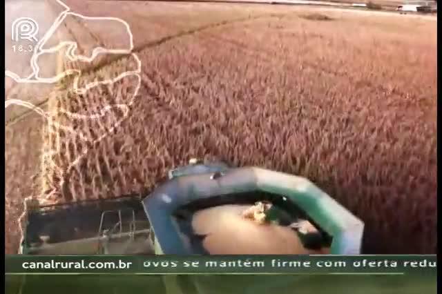 Soja: endividamento preocupa e deve limitar área plantada