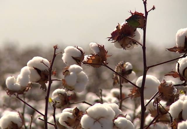 10 curiosidades que você precisa saber sobre o algodão - Canal Rural