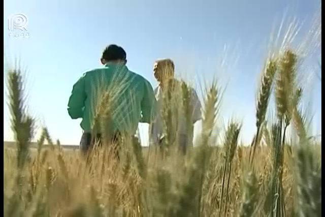 Clima prejudica 50% da produção de trigo em MG