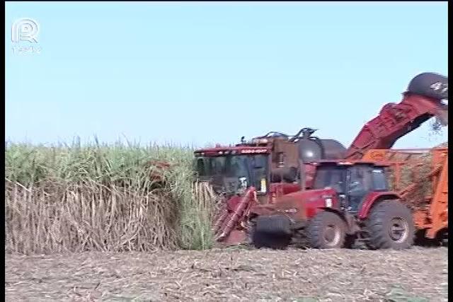 Datagro reduz projeção da safra de cana-de-açúcar