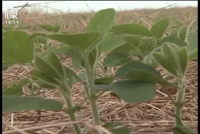 Soja avança no cerrado e pastagem perde espaço