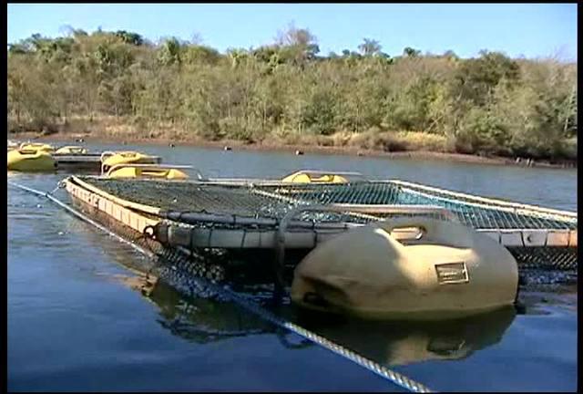 Peixes: baixa oferta abre espaço para produtores