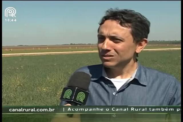 Tratamento de sementes garante a qualidade