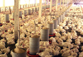 CASCAVEL/PR - 15-02-11 - Avicultura de Corte - Produtores de frangos, filiados a Cooperativas da região de Cascavel. Foto Jonas Oliveira