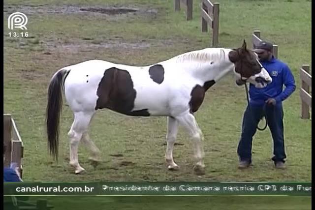 Cavalo avaliado em R$ 400 mil é destaque na Expointer