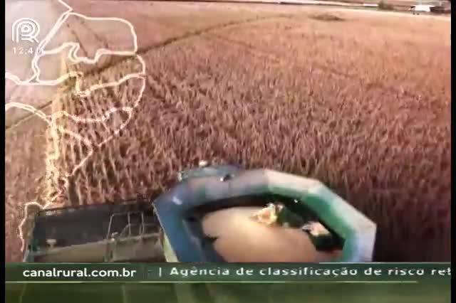 Plantar a soja agora ou não?