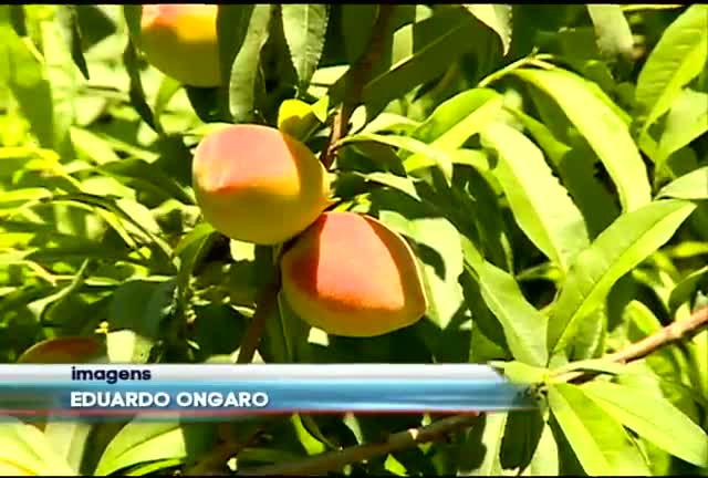 SP: Clima causa quebra de 40% na safra de pêssego