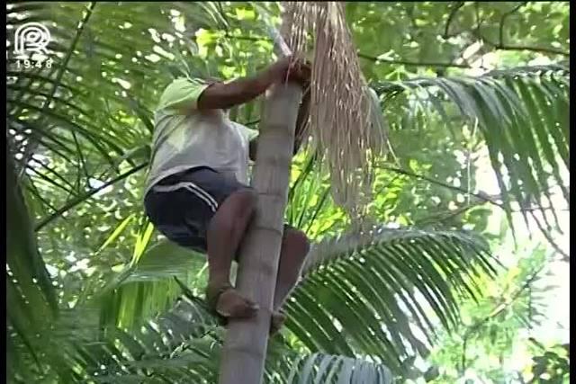 Município investe em cultivo de floresta plantada