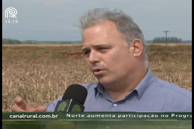 MT: sojicultores estão atentos as plantas daninhas