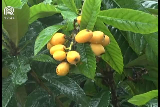 Chuva e granizo castigam lavouras no Sul do país