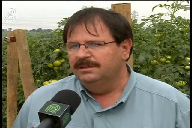 Tomate pode voltar a ser o vilão da inflação