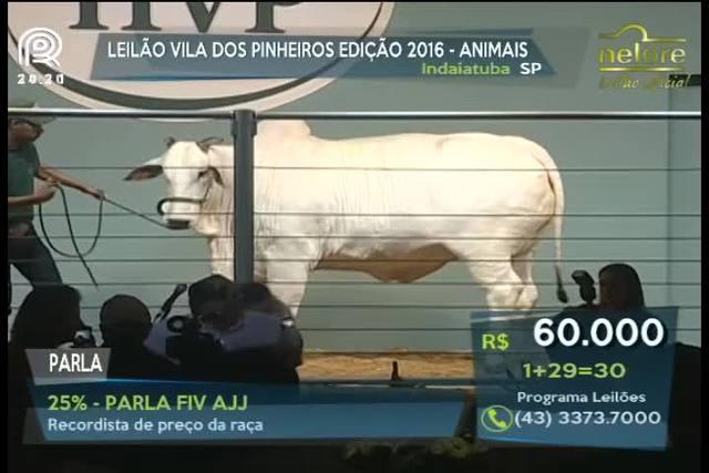 Vaca nelore alcança valorização de R$ 7 milhões
