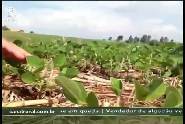 PR: variação de temperatura causou atraso da soja