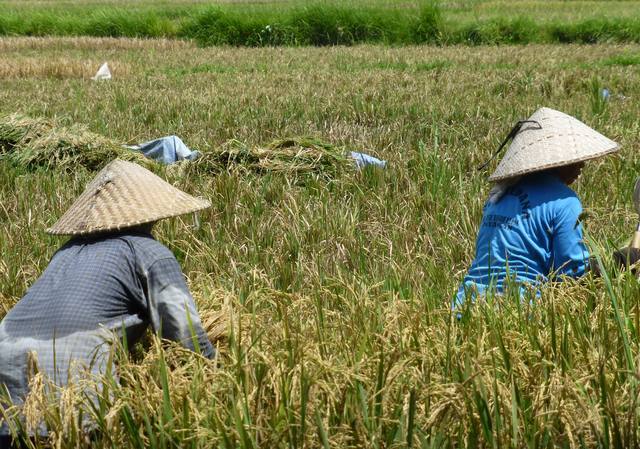Confira 20 curiosidades sobre a cultura do arroz