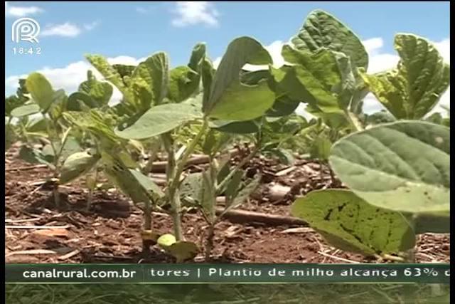 Campo Mourão tem bom desenvolvimento na soja