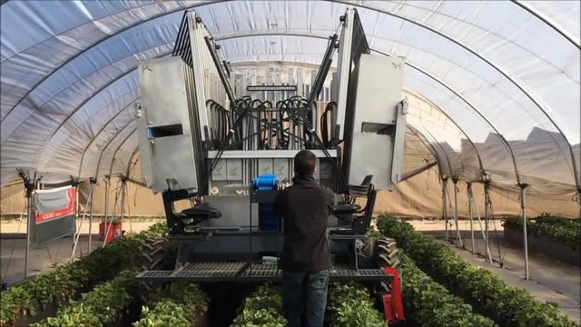 Espanha cria robô que colhe morangos