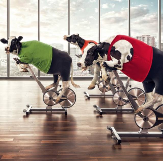 Calendário 2017 traz vacas 'praticando' exercícios