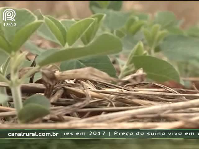 Desafio da soja prevê novo recorde