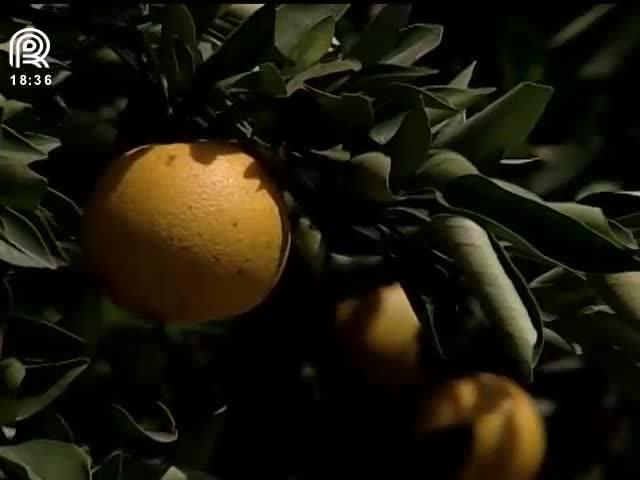 Laranja: área plantada e safra devem despencar