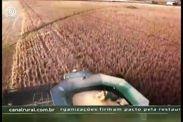 Câmbio pode cair ainda mais e preços da soja no Brasil não agradam